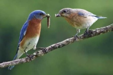 image of bluebird