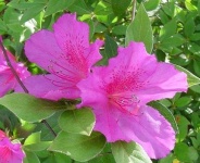 image of azalea #13