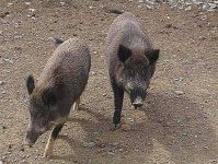 image of hog