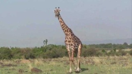 image of animal