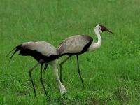 image of crane