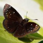 image of animal