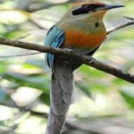 image of bird