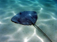 image of stingray