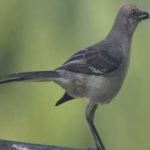 image of bird