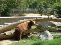 image of brown_bear