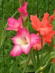 image of flower