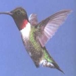 image of bird