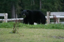 image of american_black_bear