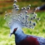 image of bird
