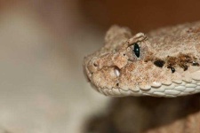 image of animal