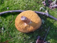 image of bolete