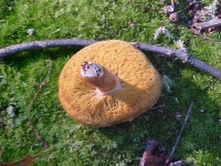 image of bolete #4