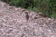 image of quail #33