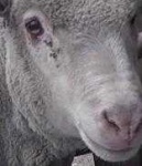 image of sheep_face #16