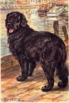 image of newfoundland