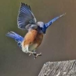 image of bird