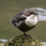 image of water_ouzel