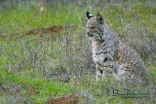 image of lynx