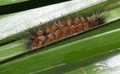 image of animal