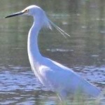 image of bird