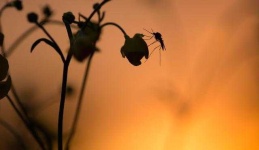 image of mosquito