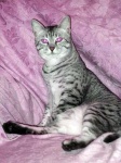 image of egyptian_mau #32