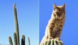 image of cactus