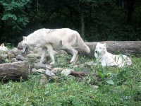 image of white_wolf #12