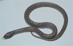 image of night_snake
