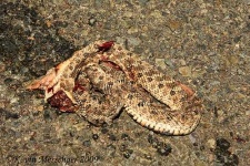 image of hognose_snake #25