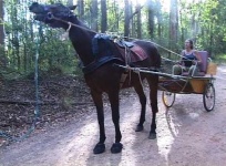 image of horse_cart #12