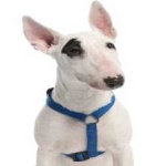 image of bull_terrier #10