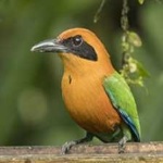 image of bird