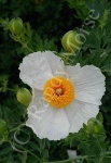image of flower