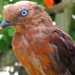 image of bird