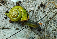 image of snail