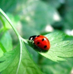 image of ladybugs #25