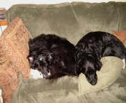 image of flat_coated_retriever