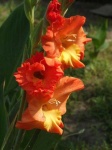 image of flower