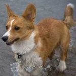 image of corgi #22