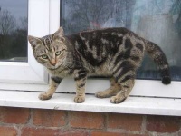 image of tabby