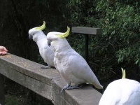 image of sulphur_crested_cockatoo #18