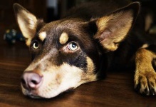 image of kelpie