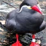 image of bird
