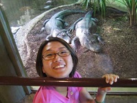 image of american_alligator