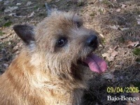 image of norwich_terrier