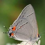 image of animal