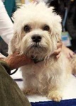 image of dandie_dinmont