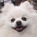 image of animal